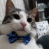 Pamuk