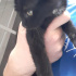 Zeytin