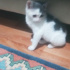 Pamuk