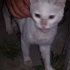 Pamuk