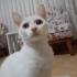 Miya
