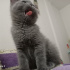 Duman