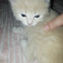 Pamuk