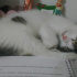 Pamuk