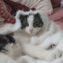 Pamuk