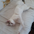 Pamuk