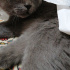 Duman