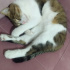Miya