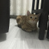Bal