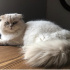 Pamuk