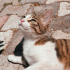Duman