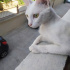 Pamuk