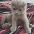 Duman