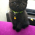 Zeytin