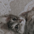 Duman