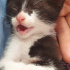 Zeytin