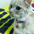 pamuk