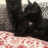 Zeytin