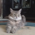 Duman