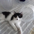 Zeytin