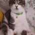 Duman
