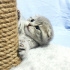 Pamuk