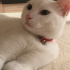Pamuk