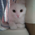 Pamuk