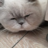 Duman