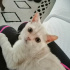 Pamuk