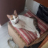 Balım