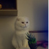 Miya