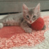 Duman