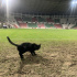 Zeytin