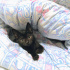 Zeytin