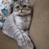 BULUT