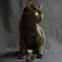 Zeytin