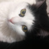Zeytin