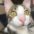 Miya