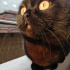 Zeytin