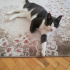 Duman