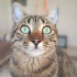 Miya