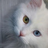 Pamuk