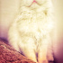 Pamuk
