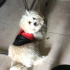 Sezar