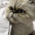 Duman