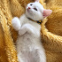 Pamuk