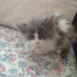 Duman