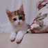 Miya