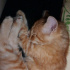 Pamuk
